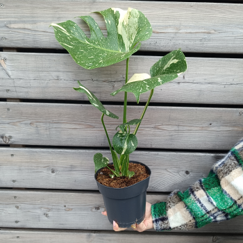 Monstera deliciosa (Monstera skvelá) ´THAI CONSTELLATION´ - kont. C3L, výška 50-60 cm